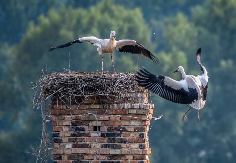 Expert Chimney Animal Removal in Manhattan Beach, CA Professional Chimney Animal Removal Services in Manhattan Beach, California